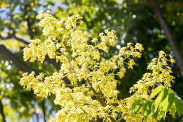 Obraz premium Beautiful flamegold rain tree flowers.
