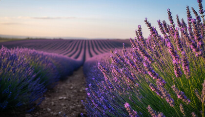 Fototapeta premium Vast Lavender Plantation at Late Dusk with Linear Rows