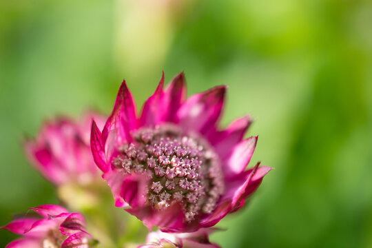 Close up of a Astrantia masterwort flower