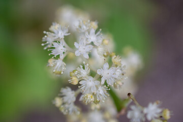Obraz premium Close up of white baneberry flowers