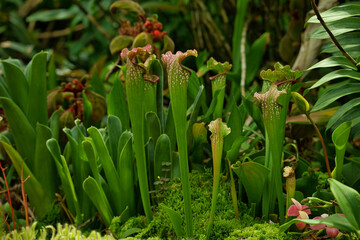 Obraz premium Carnivorous Sarracenia pitcher plants, also known as trumpet pitchers