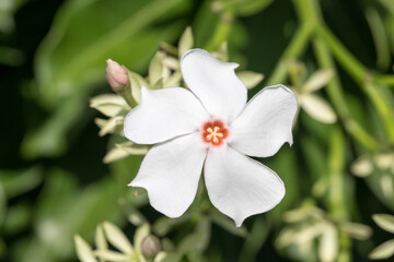 Fototapeta premium Beautiful Sea mango (Cerbera manghas Linn.) flower.
