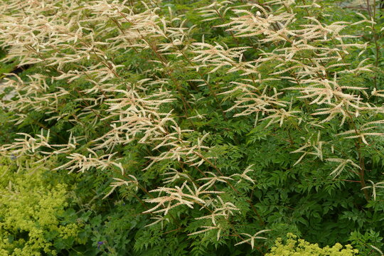 Kleiner Gei&szlig;bart,  Aruncus aethusifolius,  Johannisfest