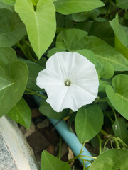 Fresh organic water spinach (morning glory) grown naturally without chemicals, representing healthy food, organic farming, and fresh vegetables.