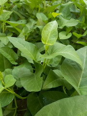 Fresh organic water spinach (morning glory) grown naturally without chemicals, representing healthy food, organic farming, and fresh vegetables.