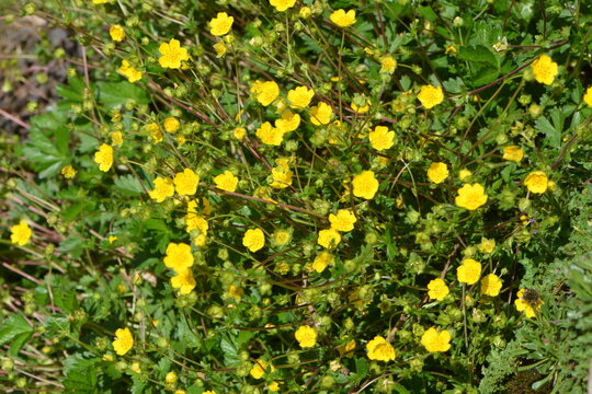 Gelbe Gauklerblume,  Mimulus guttatus