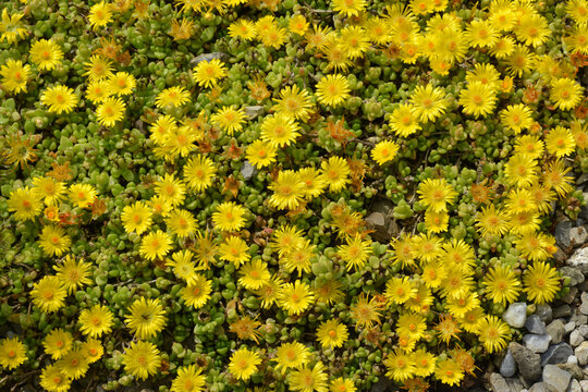 Lesotho Mittagsblume, Delosperma lineare
