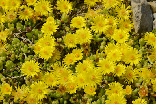 Lesotho Mittagsblume, Delosperma lineare