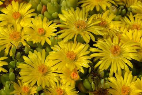 Lesotho Mittagsblume, Delosperma lineare