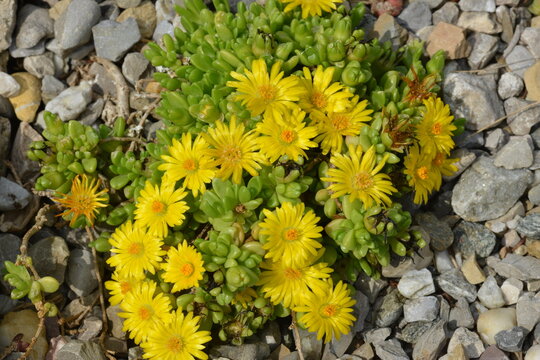 Lesotho Mittagsblume, Delosperma lineare