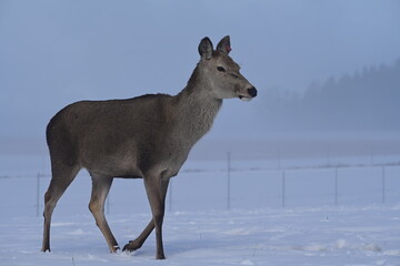 Weibliches Reh auf einer schneebedeckten Wiese