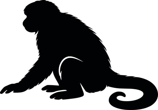 Northern Muriqui