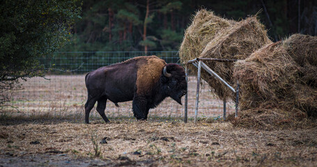 European Bison Feeding Near Haystack in Forest Reserve