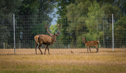 Red Deer Herd in Natural Meadow Habitat