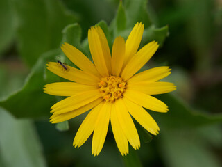 Obraz premium Insect on a Field Marigold (Calendula arvensis) at Circeo National Park, Italy