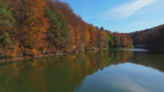 Cinematic long tracking shot of marshy lake shore with reeds and multicolored deciduous forest in autumn