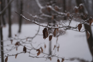 ostatnie suche liście © Mateusz