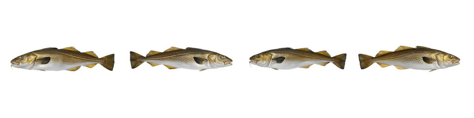 Collection for A row of four small fish isolated on transparent background