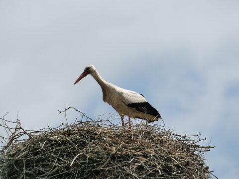 stork in nest on blue sky background