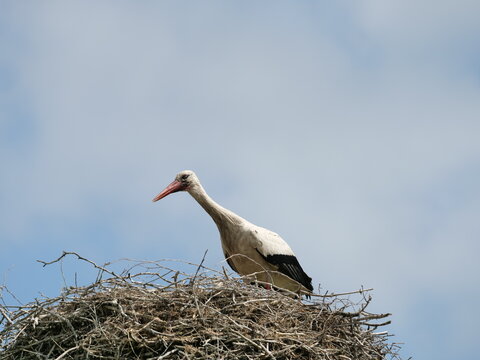 stork in nest on blue sky background