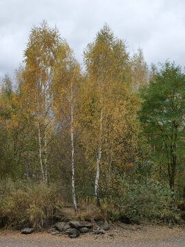 birch forest in summer against the sky