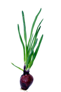 red onion with chives on a white background
