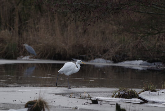 bird white  heron (Ardea herodias) in the winter scenery