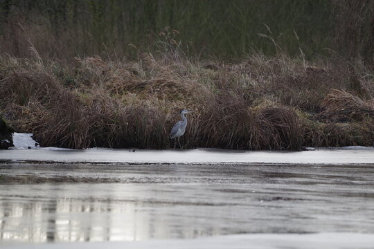 bird white  heron (Ardea herodias) in the winter scenery