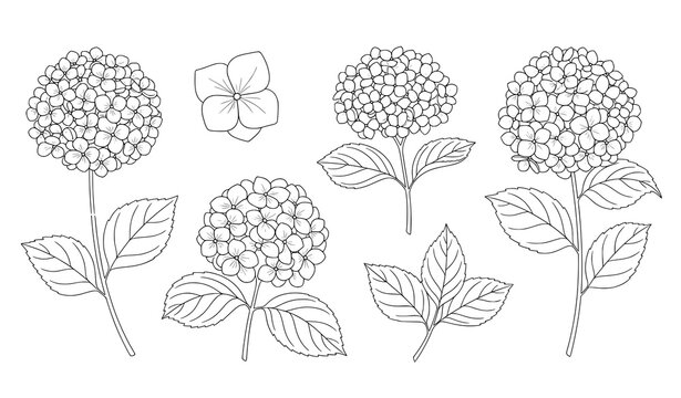 Hydrangea flower outline vector set with elegant silhouette leaves isolated on transparent background