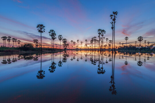 Morning Reflection of Palm Trees at Sam Khok, Pathum Thani, Thailand