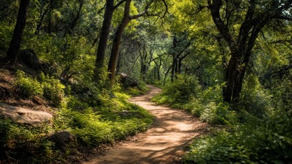 Fototapeta premium Tranquil Path Through Lush Green Forest