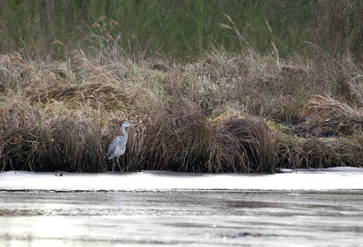 bird white  heron (Ardea herodias) in the winter scenery