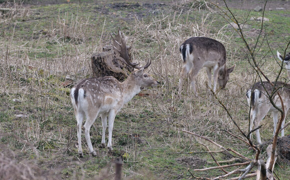 fallow deer on pasture, male and female