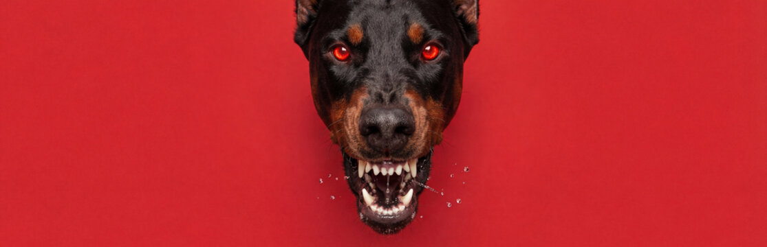 Rottweiler dog with menacing red eyes and bared fangs against a red background. Aggressive animal behavior with drool. Warning, danger, pet concept.
