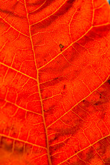 Fototapeta premium feuilles d'automne