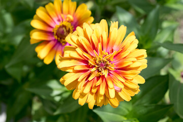 Beautiful Zinnia (Zinnia elegans) flower.