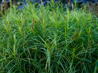 Obraz premium Palm-leaved sedge (Carex muskingumensis) is a spectacular and bright grass that forms an openwork curtain with an abundance of long green leaves