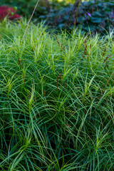 Palm-leaved sedge (Carex muskingumensis) is a spectacular and bright grass that forms an openwork curtain with an abundance of long green leaves