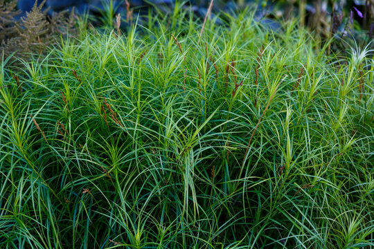 Palm-leaved sedge (Carex muskingumensis) is a spectacular and bright grass that forms an openwork curtain with an abundance of long green leaves