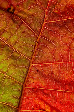 feuilles d'automne