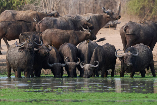 Large herd of African Buffalo (Syncerus caffer) drinking at a waterhole in South Luangwa National Park, Zambia