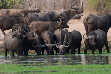 Large herd of African Buffalo (Syncerus caffer) drinking at a waterhole in South Luangwa National Park, Zambia