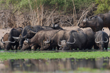 Large herd of African Buffalo (Syncerus caffer) drinking at a waterhole in South Luangwa National Park, Zambia