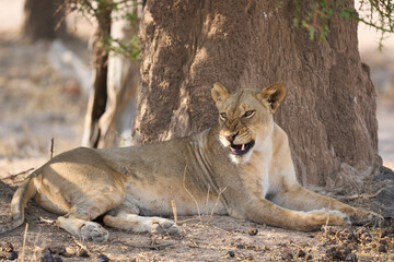 Group of female African Lion (Panthera leo) resting in South Luangwa National Park, Zambia.