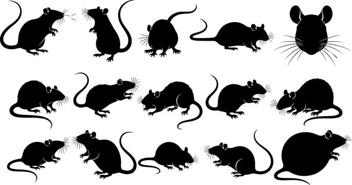 Rat silhouette set rodent mouse pest animal vector illustration collection design