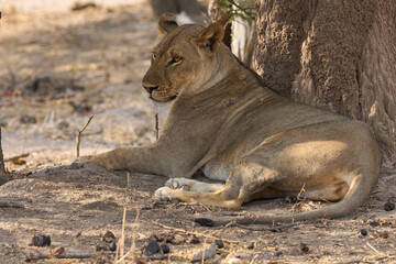 Group of female African Lion (Panthera leo) resting in South Luangwa National Park, Zambia.