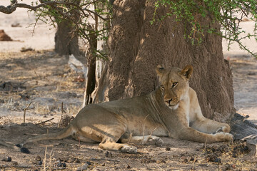 Group of female African Lion (Panthera leo) resting in South Luangwa National Park, Zambia.