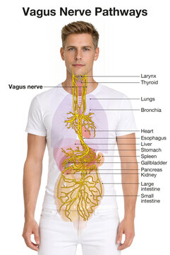 Vagus Nerve Stimulation with Implant and Auricular Electrode