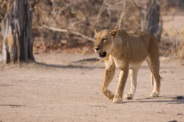 Group of female African Lion (Panthera leo) resting in South Luangwa National Park, Zambia.
