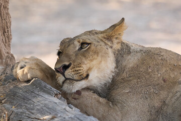 Group of female African Lion (Panthera leo) resting in South Luangwa National Park, Zambia.